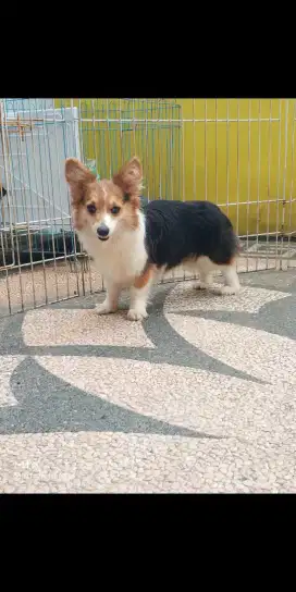 Jual Indukan Corgi Long Hair