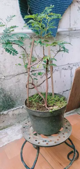 Bahan Bonsai asem jawa