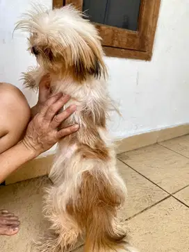 Dijual Anjing Shih Tzu Betina