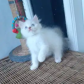 Kucing Persia Medium Jantan