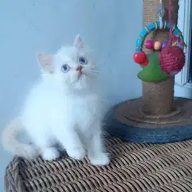 Kitten Persia Medium Jantan