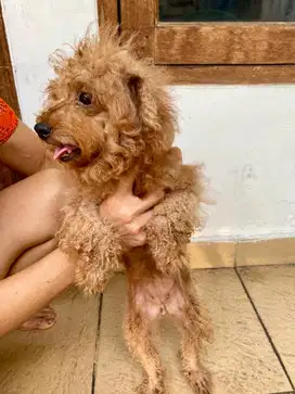 Dijual Anjing Poodle Betina