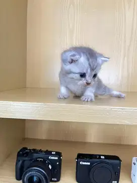 Bsh silver tabby single fold