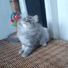 Kucing Persia Medium Betina