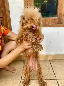 Dijual Anjing Poodle Betina Umur 1 Tahun