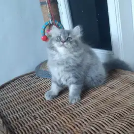 Anakan Kucing Persia Medium Betina
