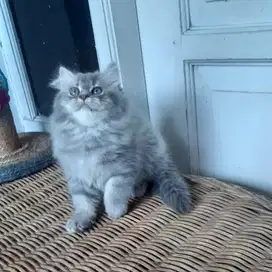 Kucing Persia Betina