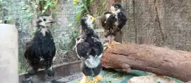 Ayam brahma anakan