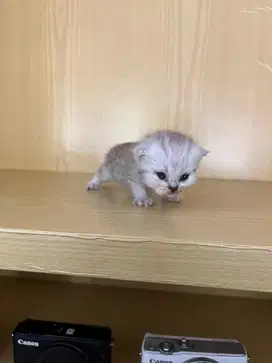 Bsh scootish fold silver tabby