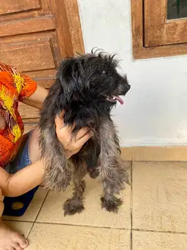 Dijual Anjing Schnauzer Jantan