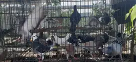 merpati tinggian & merpati pos & merpati campuran pos & tinggian