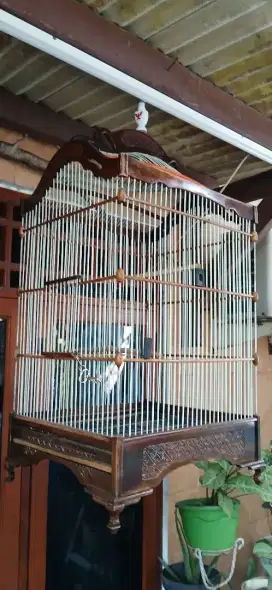Kandang bekas berkwalitas,,utk  kacer, dll
