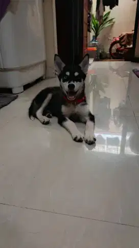 Siberian huzki betina