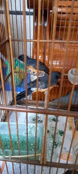 4 betina murai batu minus jalur trah albino