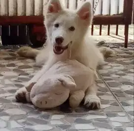 Jual Siberian Husky