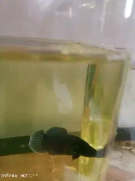 Ikan Cupang Plakat Dumbo Ears