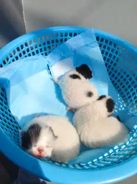 Kucing Persia kitten