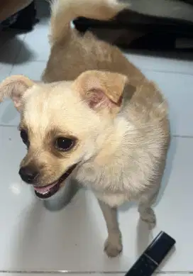Anjing peliharaan ( Cihuahua)