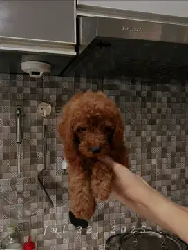 Poodle jantan red toy poodle