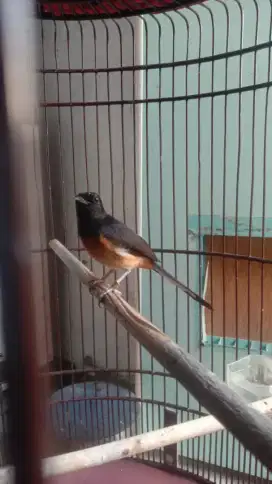 Burung murai betina