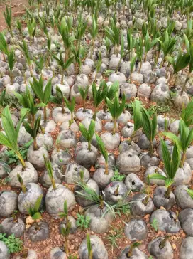 Pohon kelapa ijo pohon kelapa kuning dll