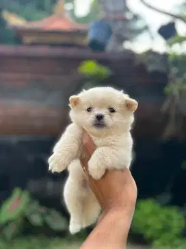Minipom jantan dan betina