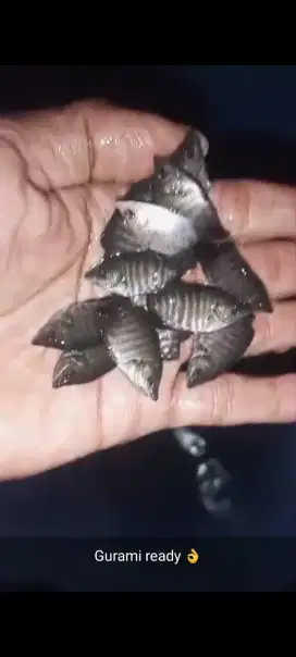 Aneka bibit ikan konsumsi