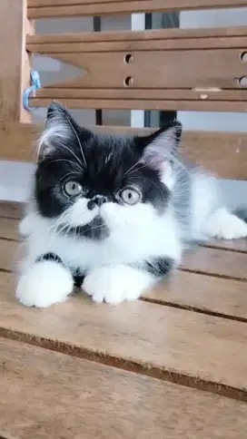 Kucing pesek longhair