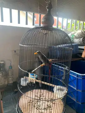jual burung jalak riu fullset