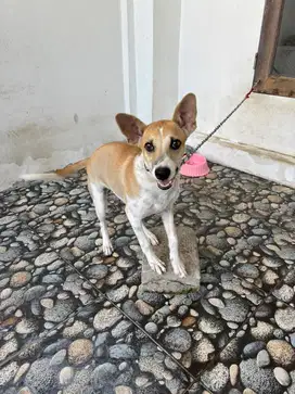 FREE FOR ADOPT KHUSUS PECINTA ANJING SAJA