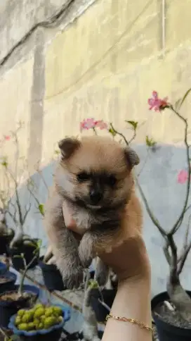 Jual minipom jantan