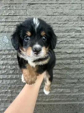 Anak anjing corgi (pure) x toy poodle (pure) betina