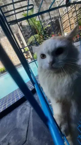 Groming Panggilan murah