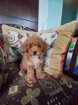 Anjing ras poodle umur 2 bulan