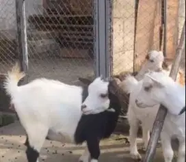 sepasang anakan kambing pygmi FB 3-4 bulanan koleksian manteb exotik