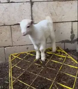 sepasang anakan kambing pygmi FB 3-4 bulanan koleksian manteb exotik