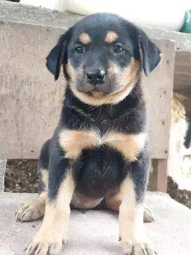 Anakan anjing ras mix
