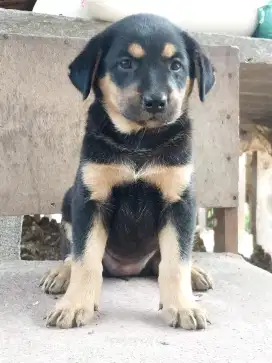 Anakan anjing ras mix