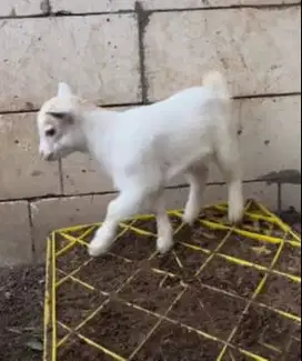 sepasang anakan kambing pygmi FB 3-4 bulanan TB 30cm koleksian manteb