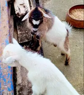 sepasang anakan kambing pygmi FB 3-4 bulanan TB 30cm koleksian manteb