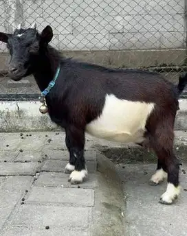 sepasang anakan kambing pygmi FB 3-4 bulanan TB 30cm koleksian manteb