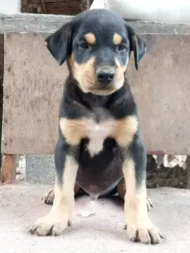 Anakan anjing ras mix