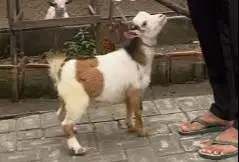 sepasang anakan kambing mini pygmi FB 3-4 bulan TB 30cm koleksian unik