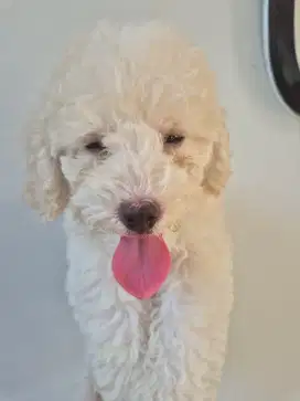 Poodle white putih betina stamboom vaksin