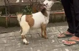 sepasang anakan kambing mini pygmi 3-4 bln TB 30cm FB koleksian exotik