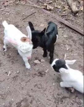sepasang anakan kambing mini pygmi 3-4 bln TB 30cm FB koleksian exotik