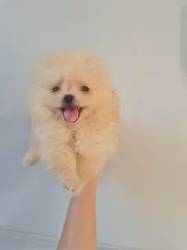 Minipom super mini bulu glamor jantan stb vks