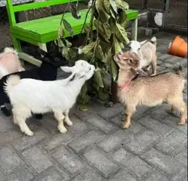 sepasang anakan kambing mini pygmi FB 3-4 bulan koleksi exotik unik ok