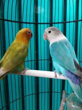 Lovebird sepasang aktif burja