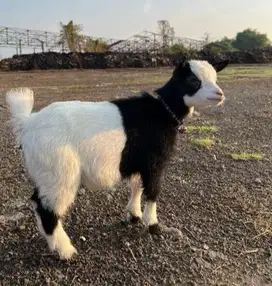 sepasang anakan kambing mini pygmi 3-4 bln TB 30cm FB koleksi unik top